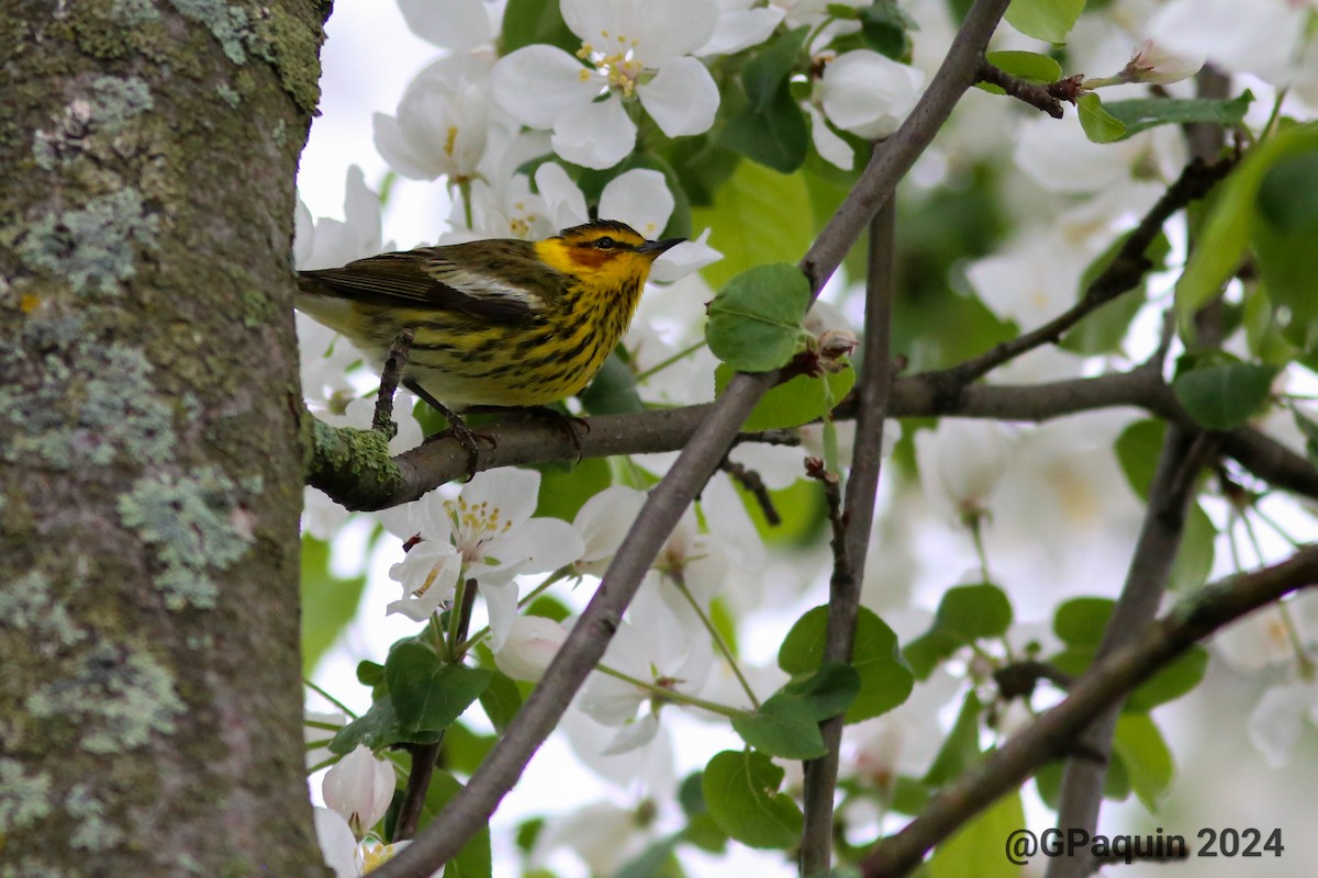 Cape May Warbler - Guy Paquin