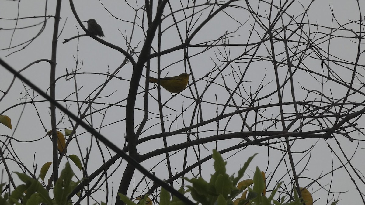 Yellow Warbler - Chris Henry
