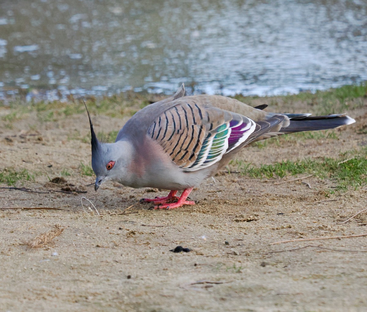 Crested Pigeon - ML619025483