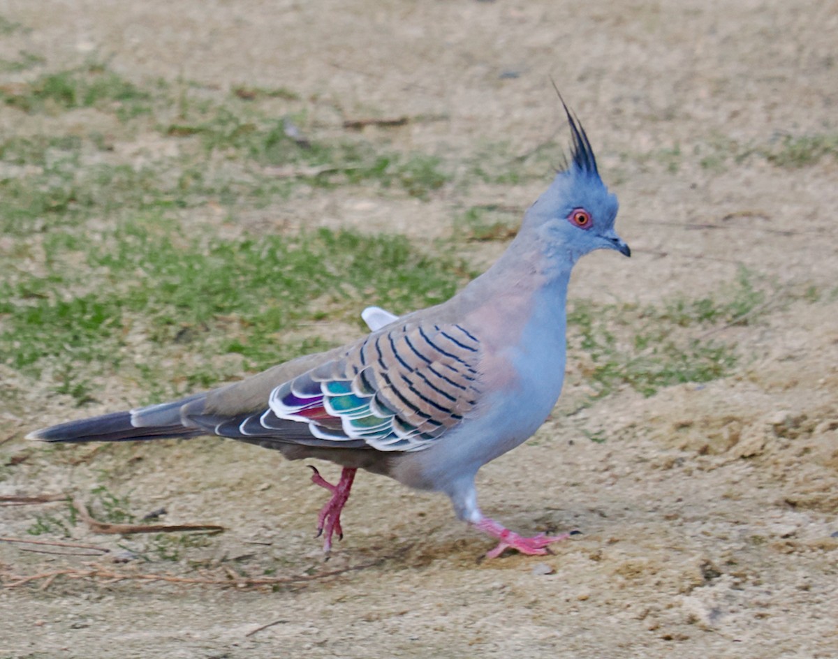 Crested Pigeon - ML619025484