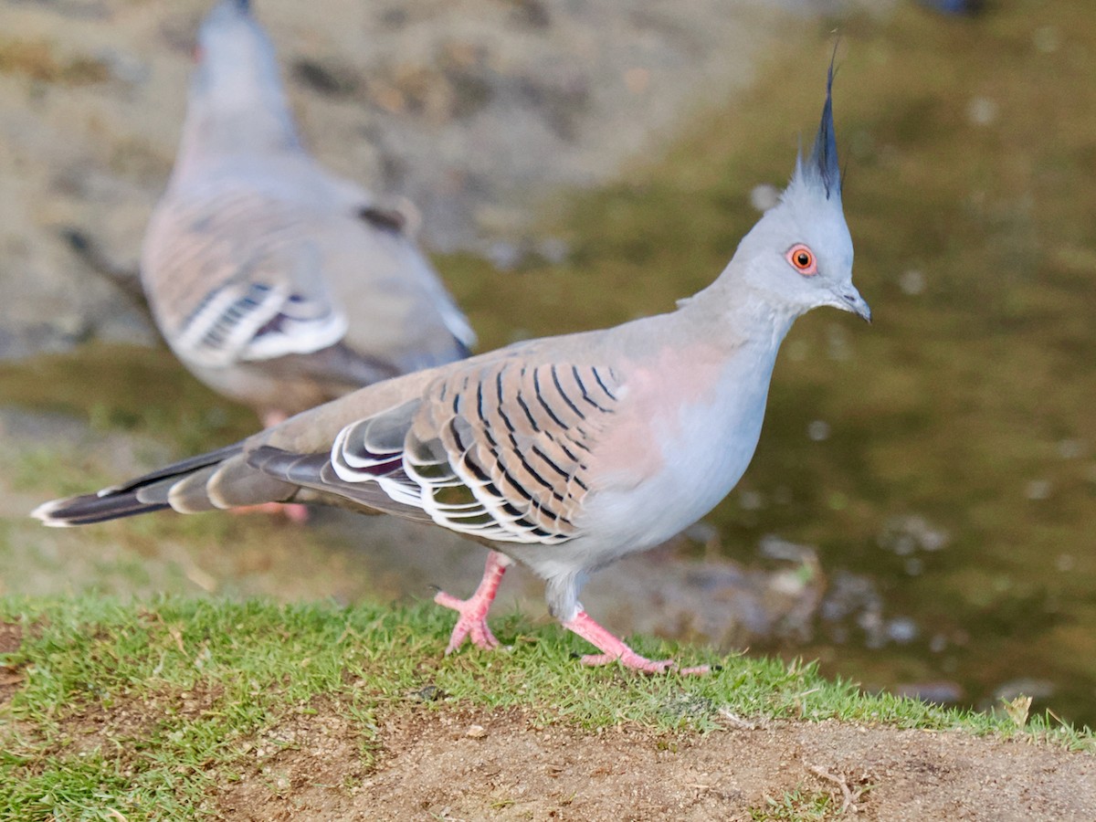 Crested Pigeon - ML619025485