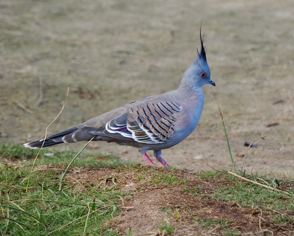 Crested Pigeon - ML619025486
