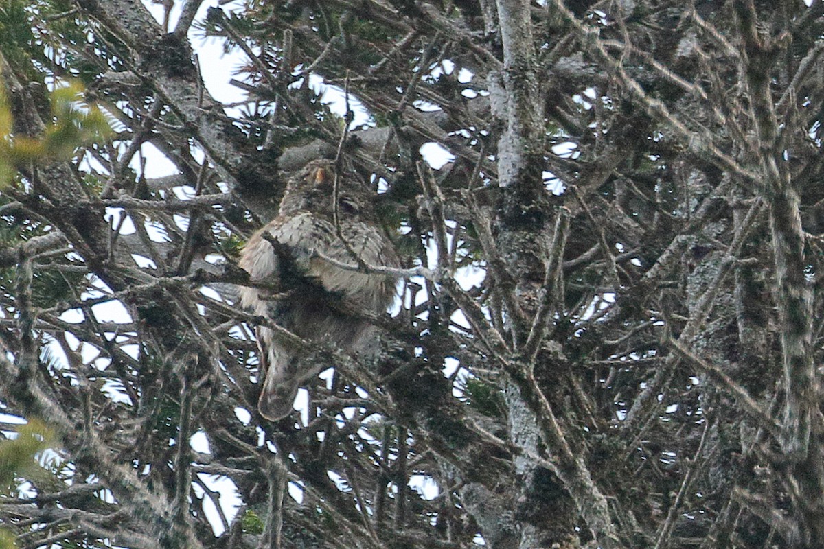 Eurasian Pygmy-Owl - ML619025521