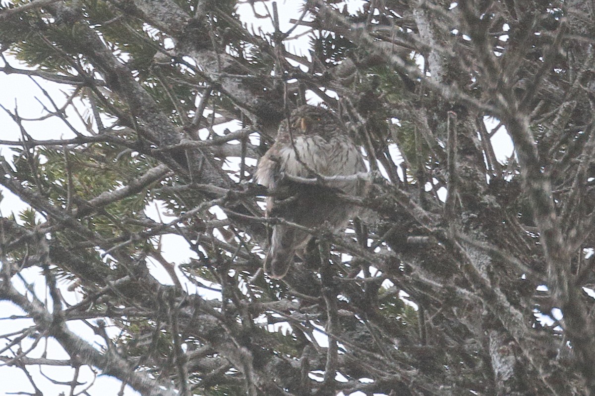 Eurasian Pygmy-Owl - ML619025523