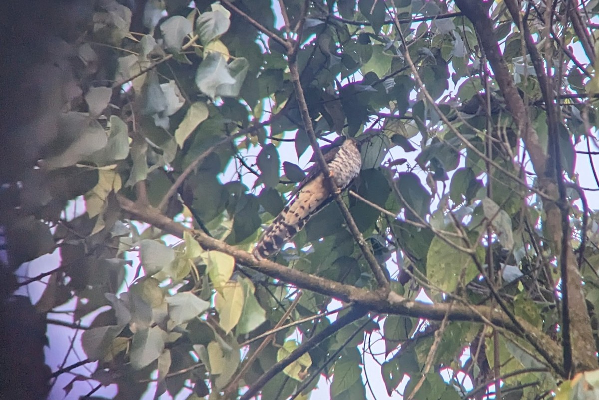 Barred Long-tailed Cuckoo - ML619025538