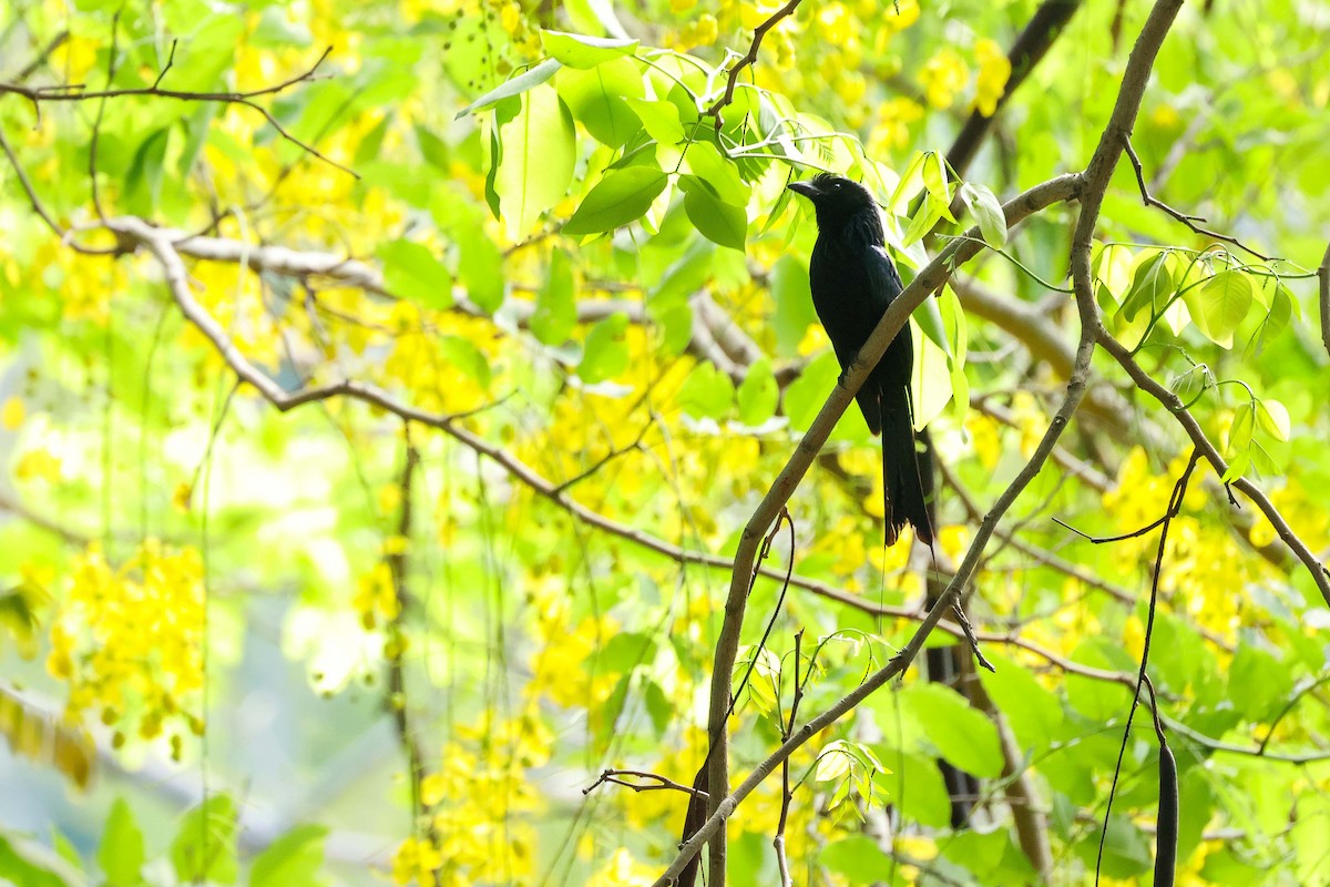 Greater Racket-tailed Drongo - ML619025563