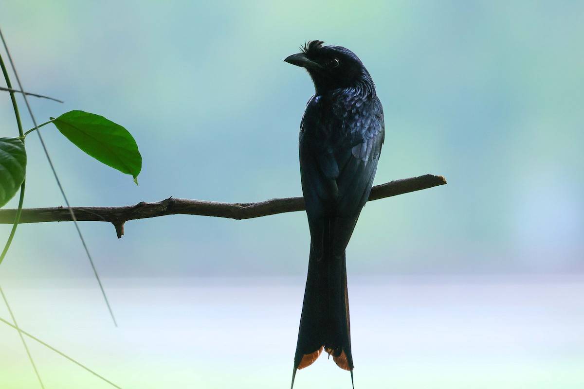 Greater Racket-tailed Drongo - ML619025564