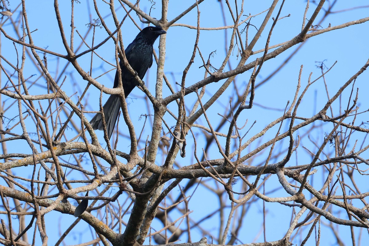 Greater Racket-tailed Drongo - ML619025565