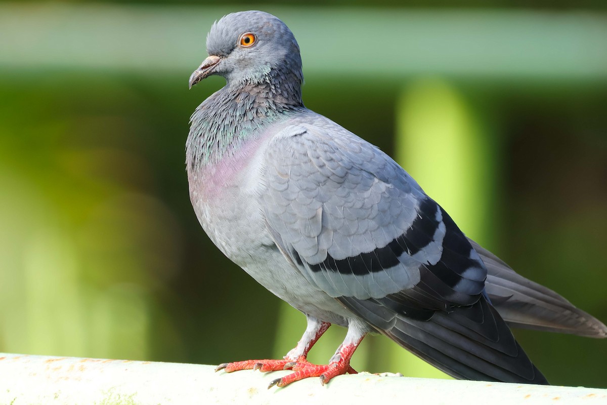 Rock Pigeon (Feral Pigeon) - ML619025569