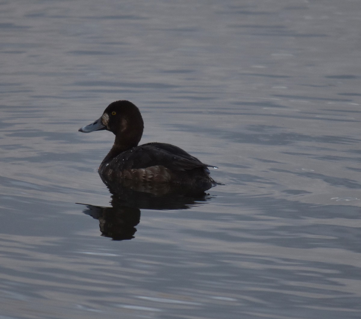 Greater Scaup - ML619025585