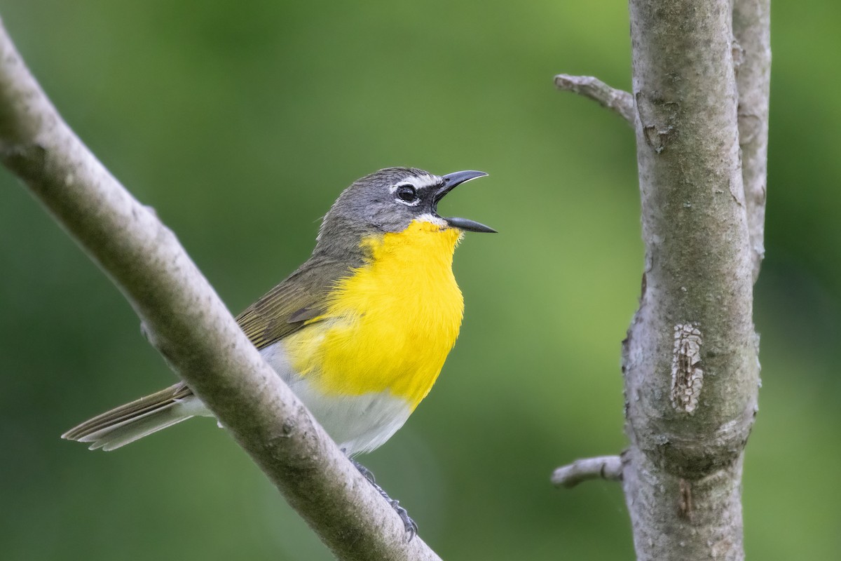 Yellow-breasted Chat - ML619025619