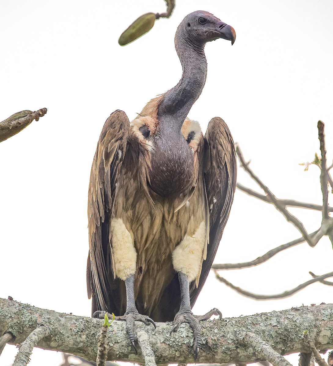 Slender-billed Vulture - ML619025657