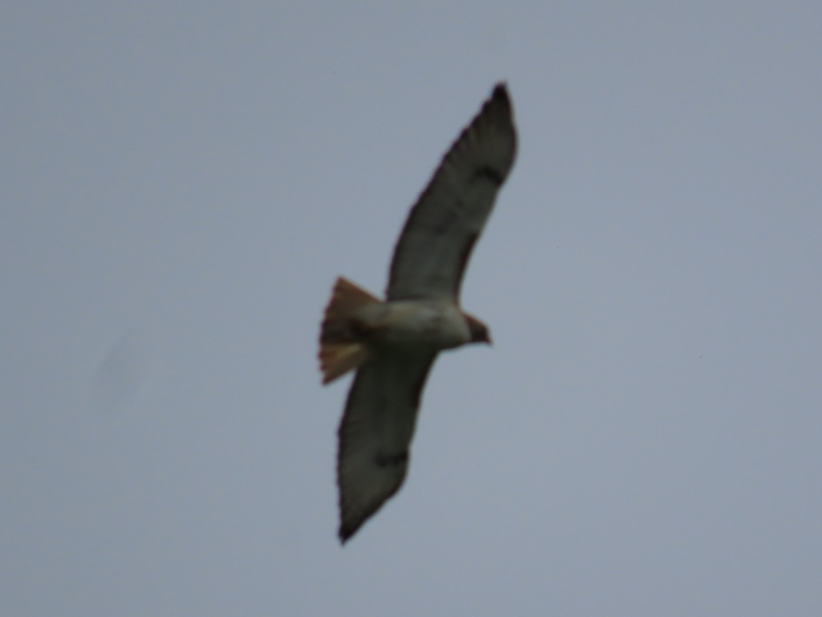 Red-tailed Hawk - ML619025660