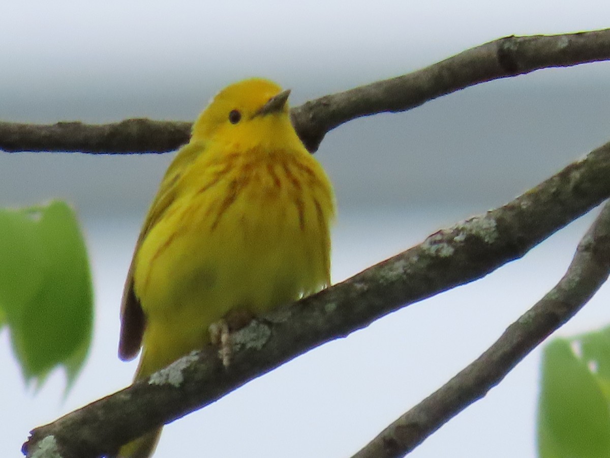 Yellow Warbler - Mayte Torres