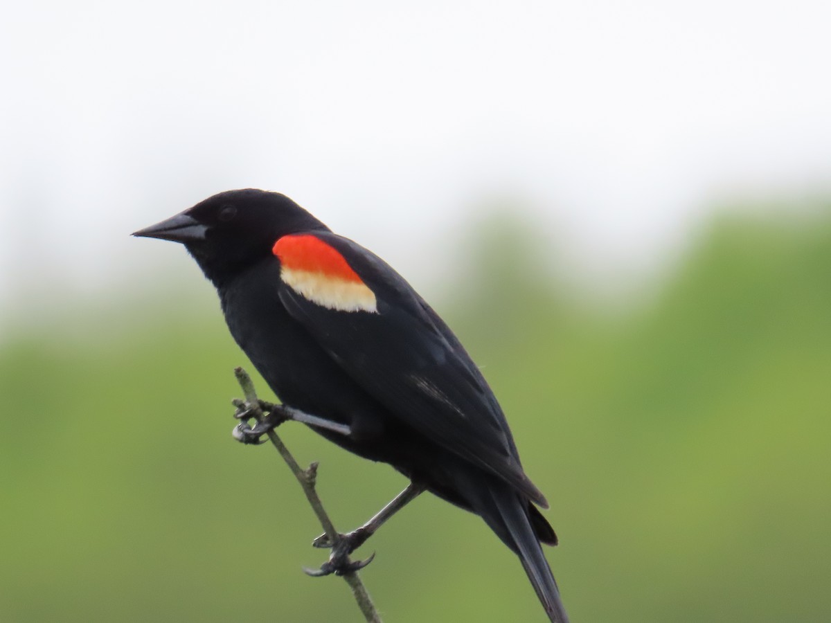 Red-winged Blackbird - ML619025691