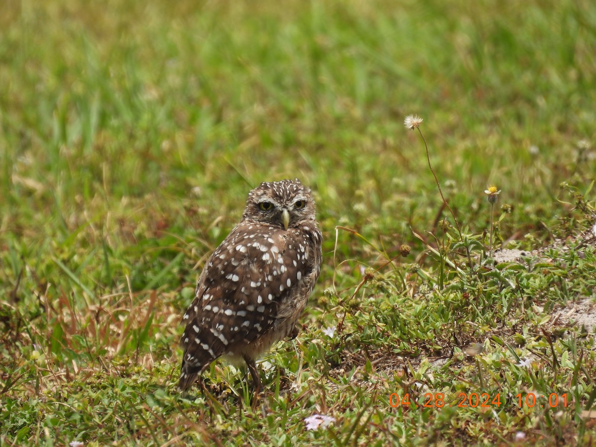 Burrowing Owl (Florida) - ML619025698