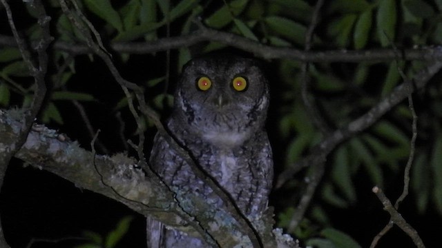 Montane Forest Screech-Owl - ML619025769