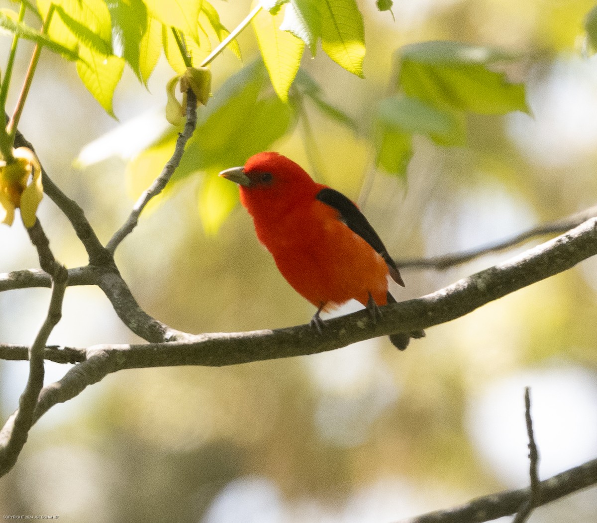 Scarlet Tanager - ML619025770