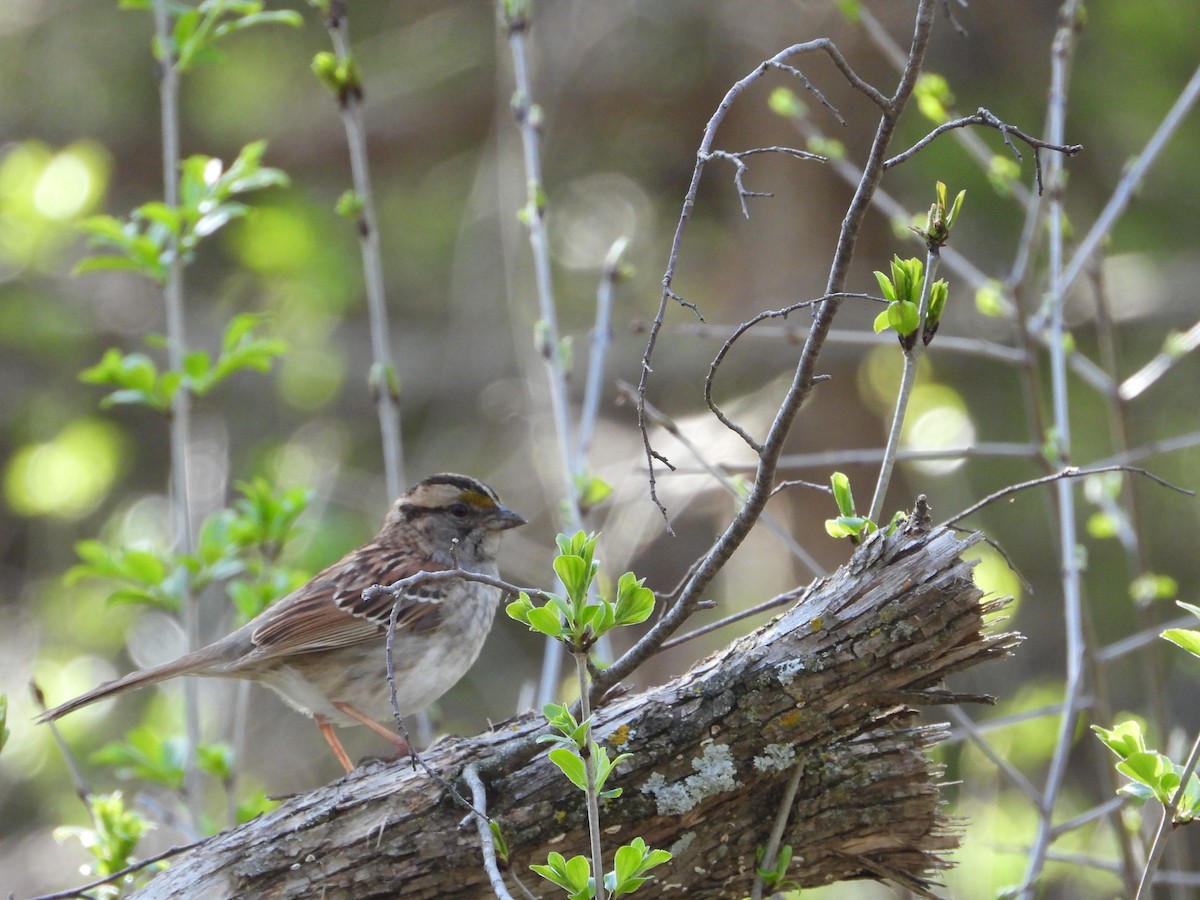White-throated Sparrow - Daniel Raleigh