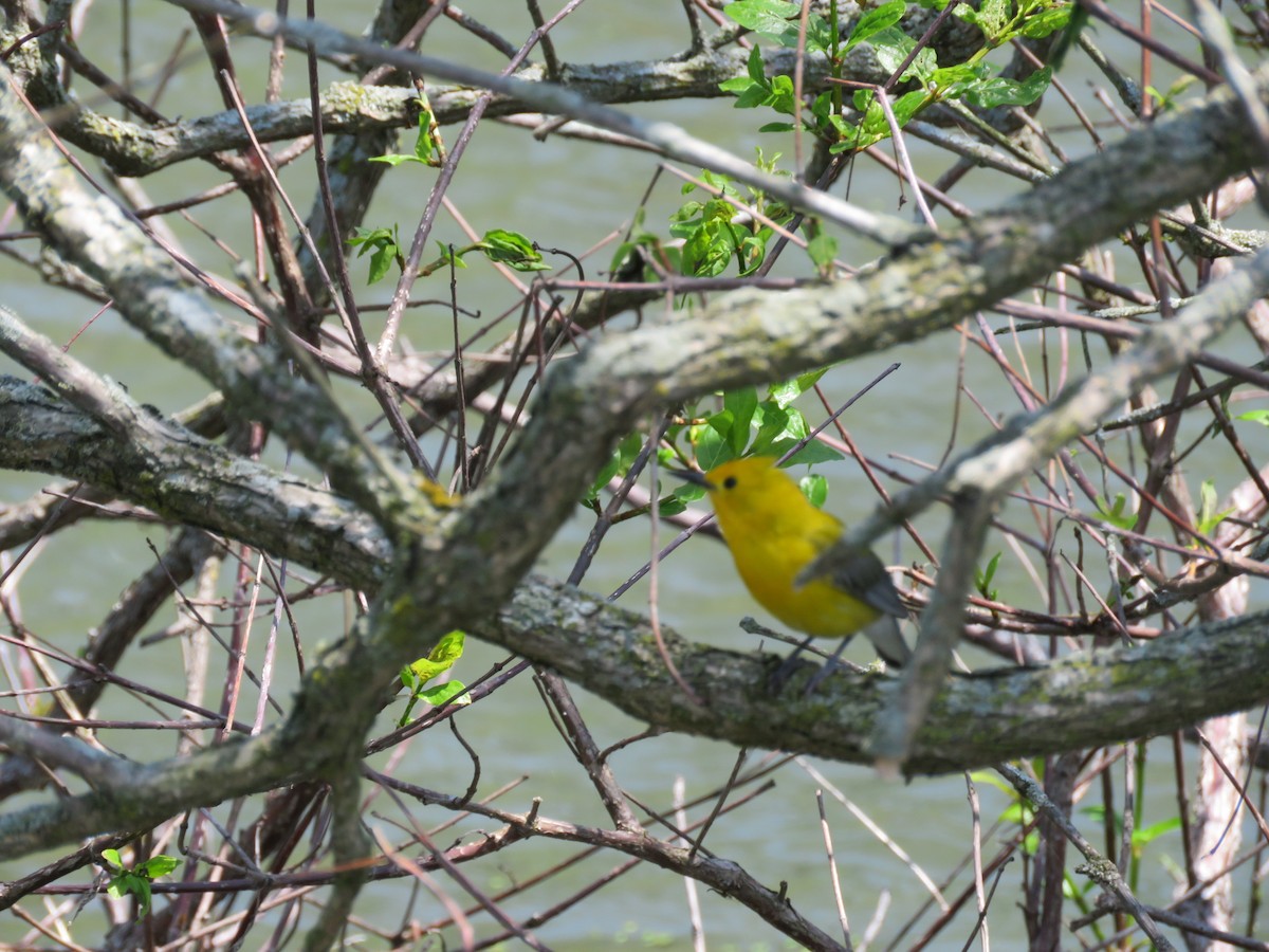 Prothonotary Warbler - ML619025795