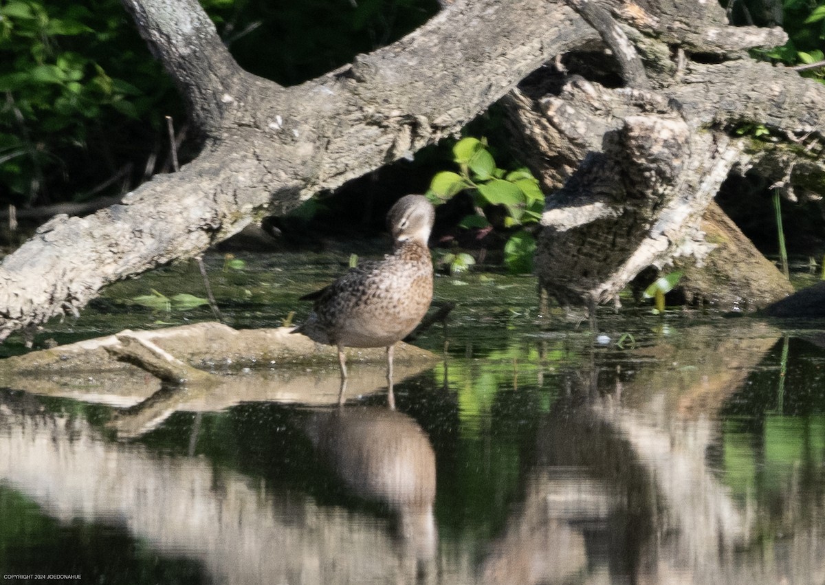 Blue-winged Teal - ML619025860