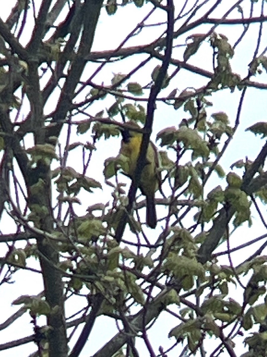 Orchard Oriole - ML619025862