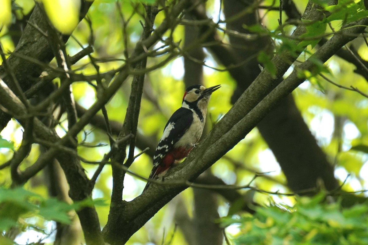 Great Spotted Woodpecker - ML619025892