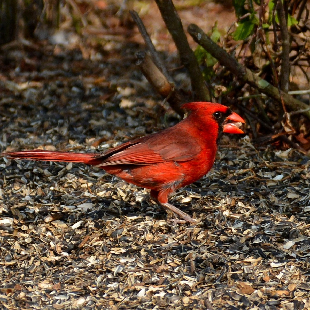 Cardinal rouge - ML619025905