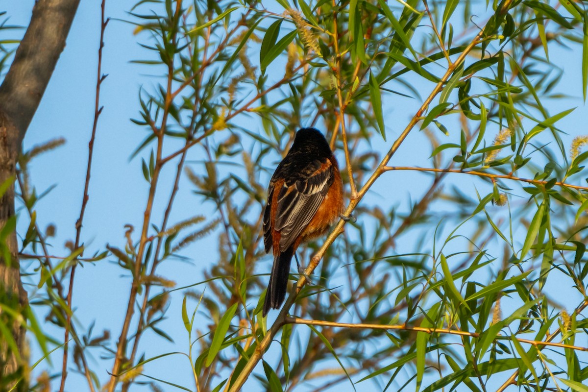 Orchard Oriole - ML619025948