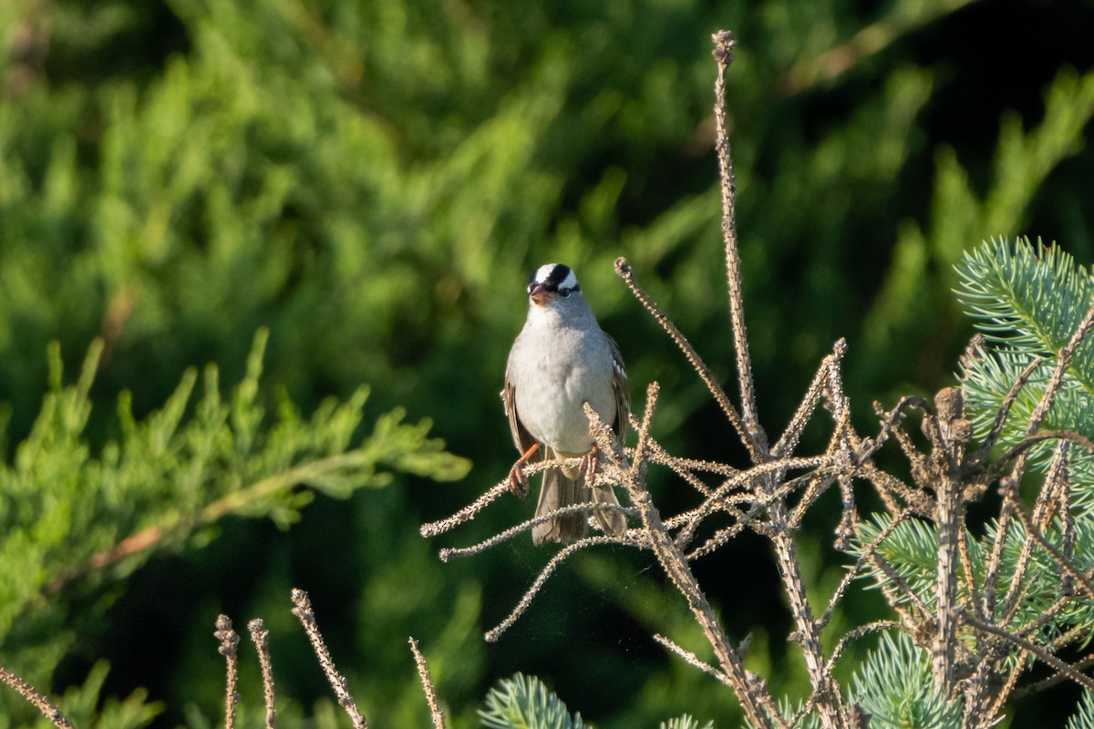 White-crowned Sparrow - ML619025955