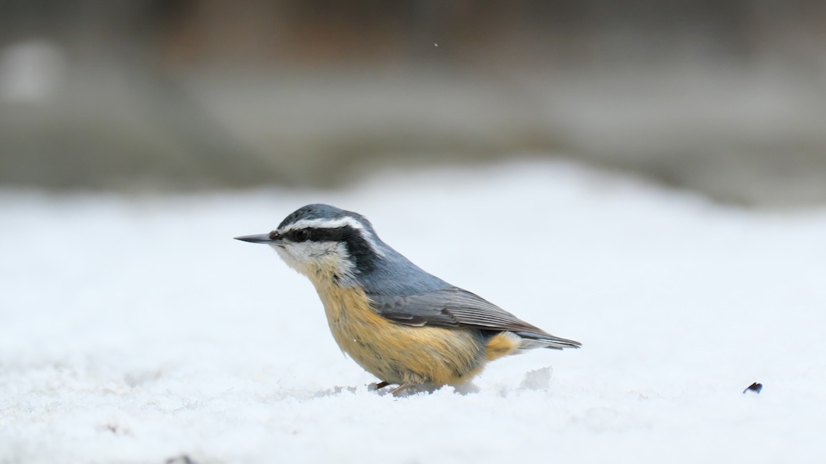 Red-breasted Nuthatch - ML619025964