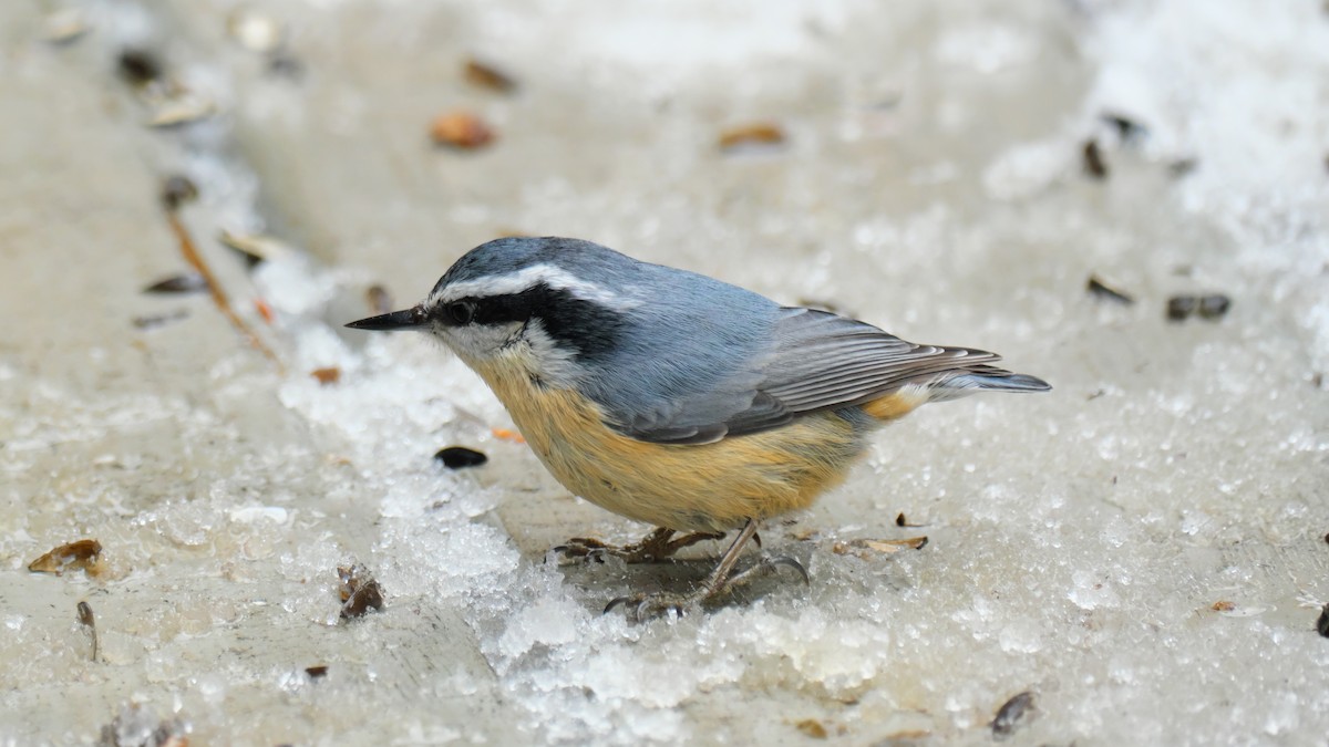Red-breasted Nuthatch - ML619025965