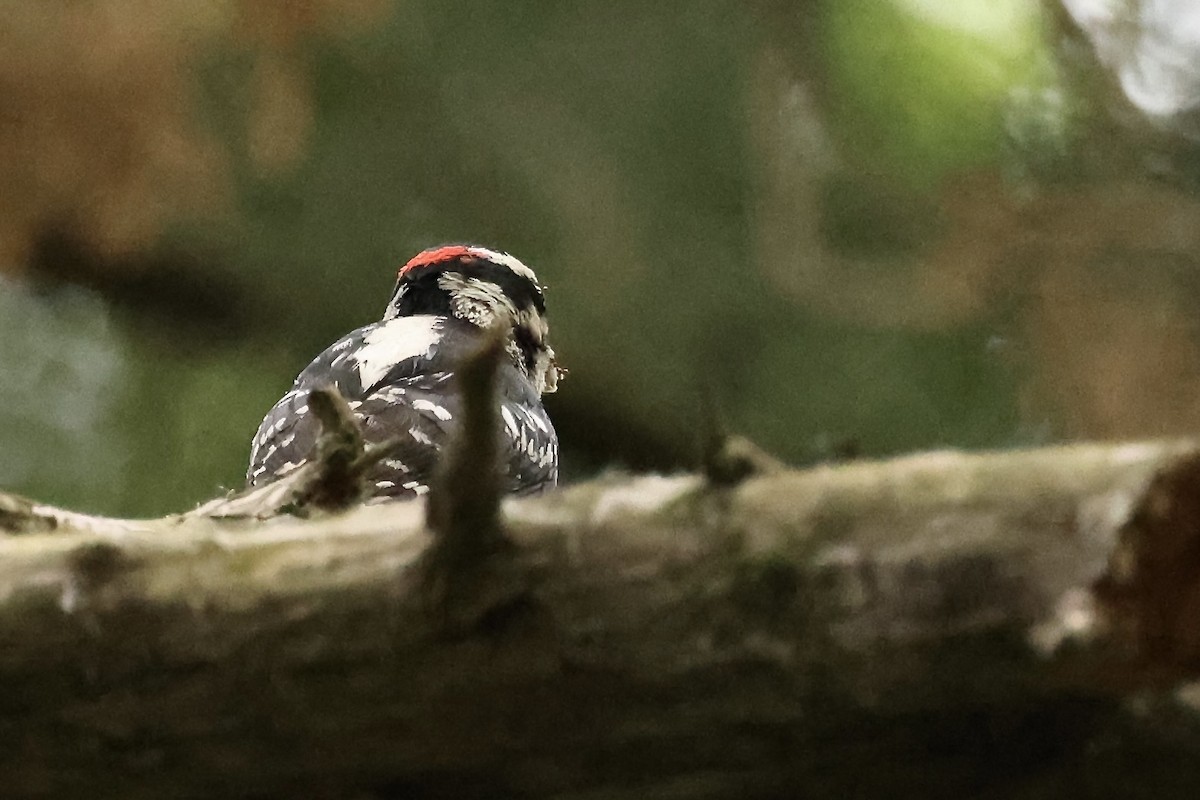 Downy Woodpecker - ML619025967