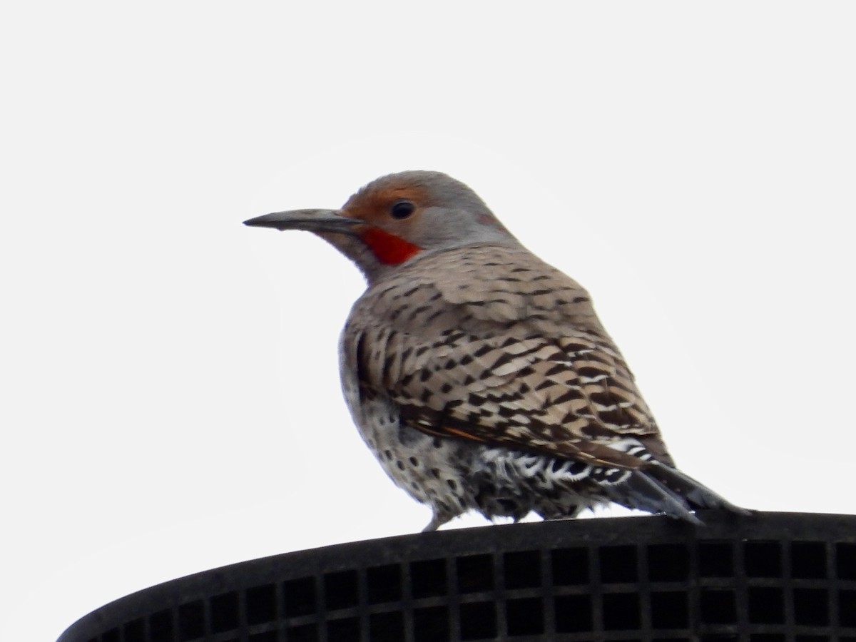 Northern Flicker (Red-shafted) - ML619025991