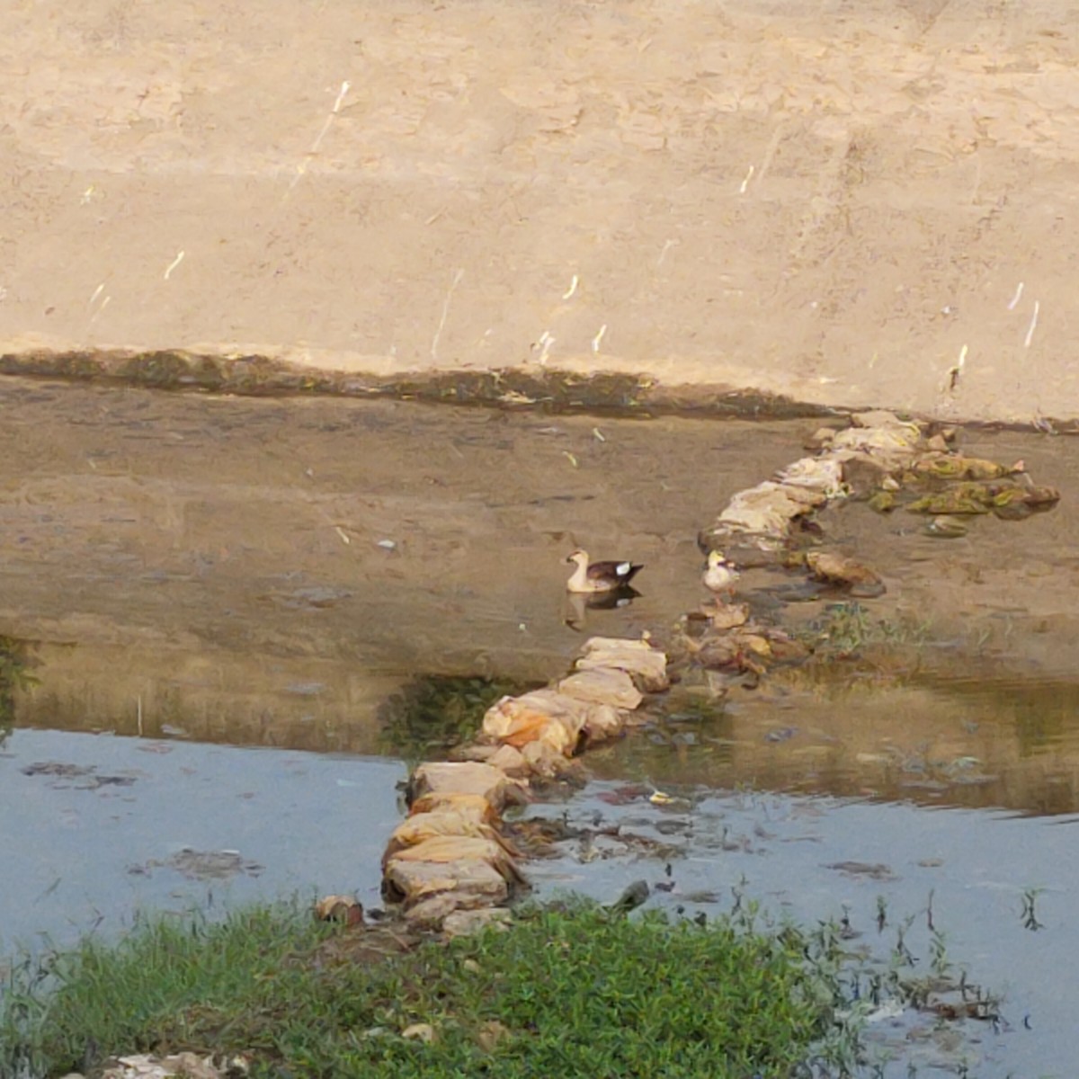 Indian Spot-billed Duck - SONU KUMAR