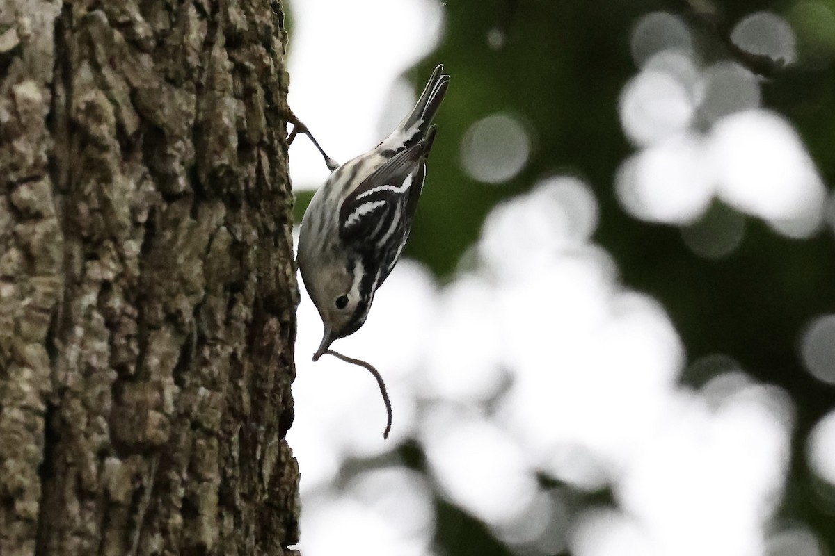 Black-and-white Warbler - ML619026003