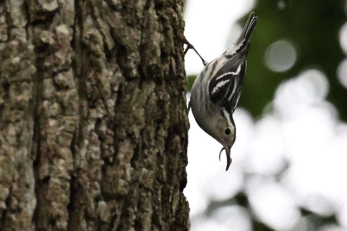 Black-and-white Warbler - ML619026005