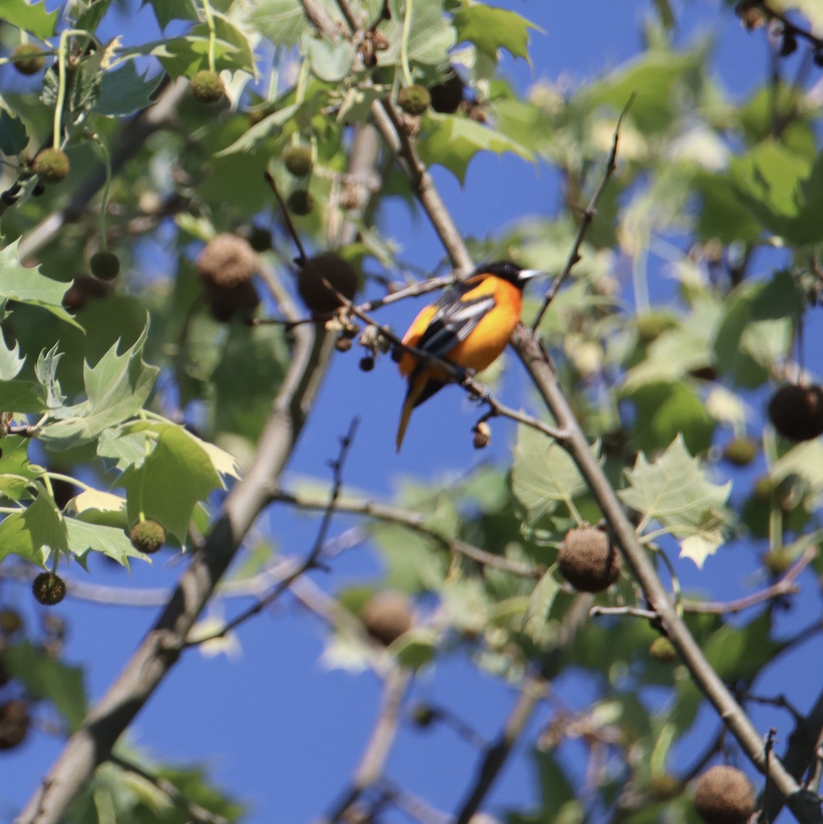 Baltimore Oriole - Russell Hillsley