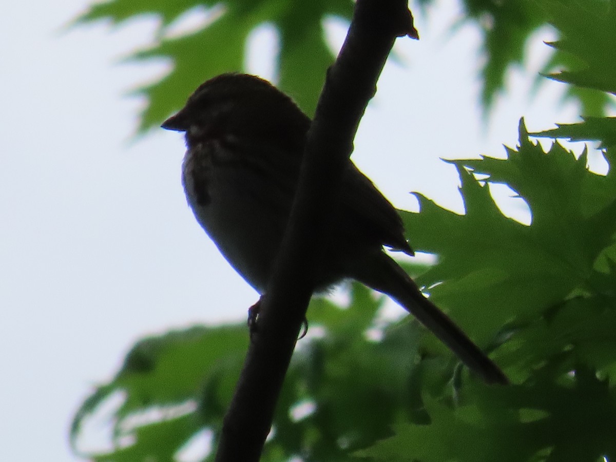 Song Sparrow - Mayte Torres