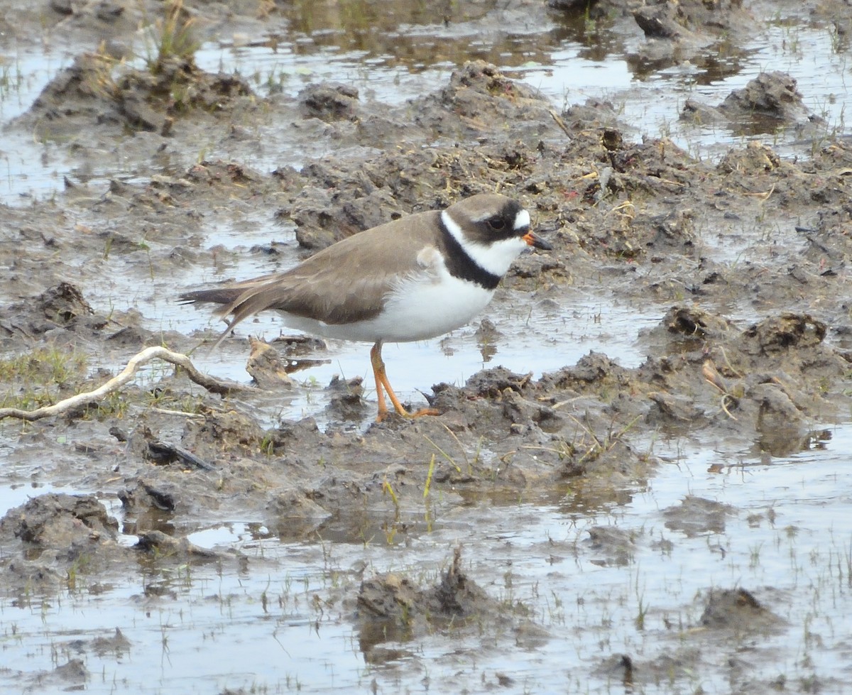 Semipalmated Plover - ML619026033