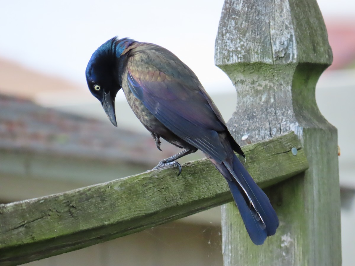 Common Grackle - Mayte Torres