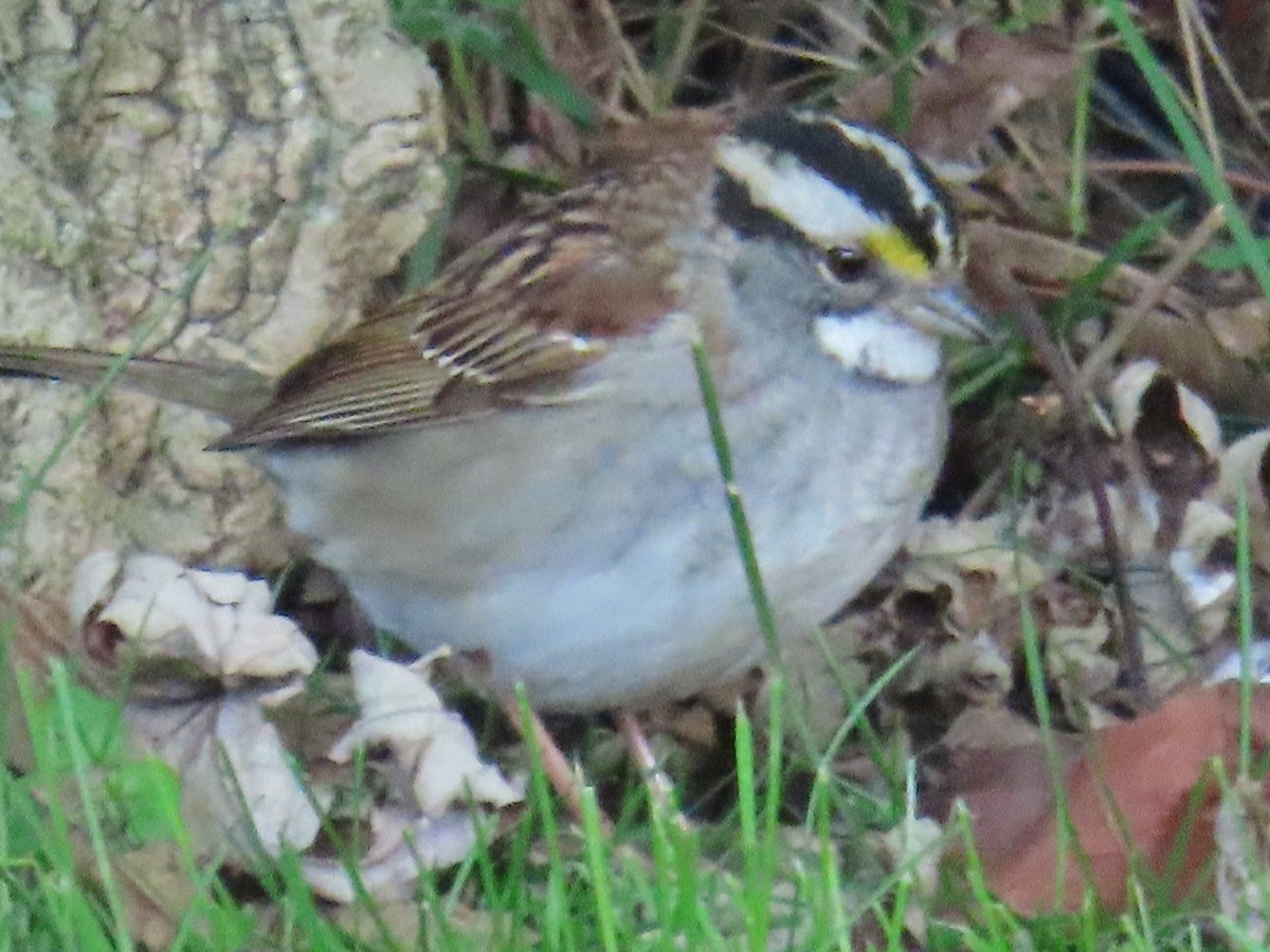 White-throated Sparrow - ML619026045