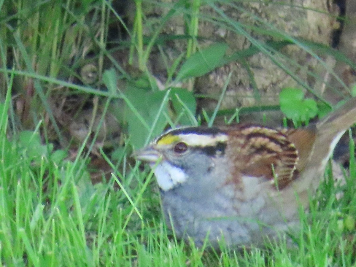White-throated Sparrow - ML619026046