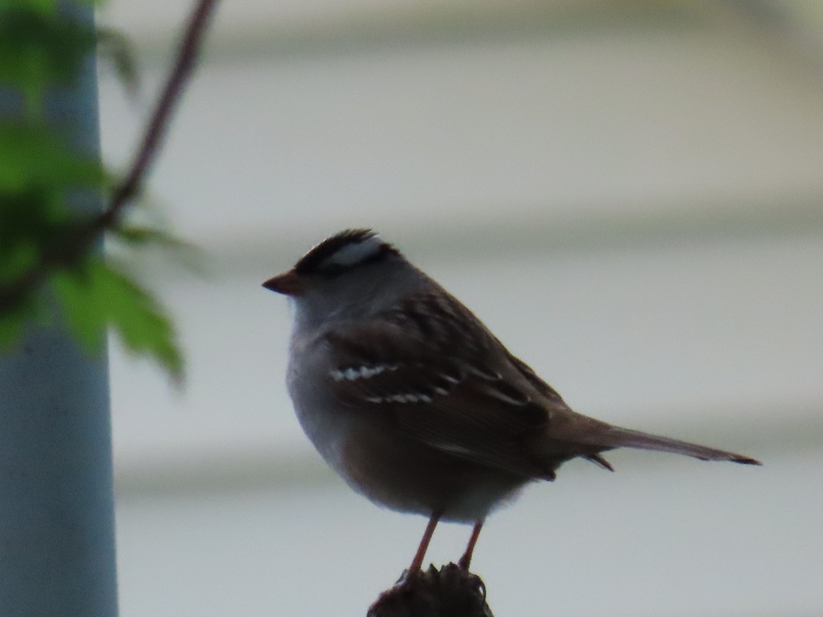 White-crowned Sparrow - Mayte Torres