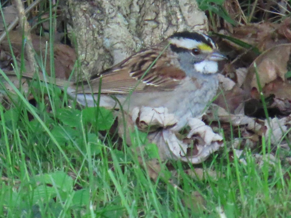 White-throated Sparrow - ML619026068