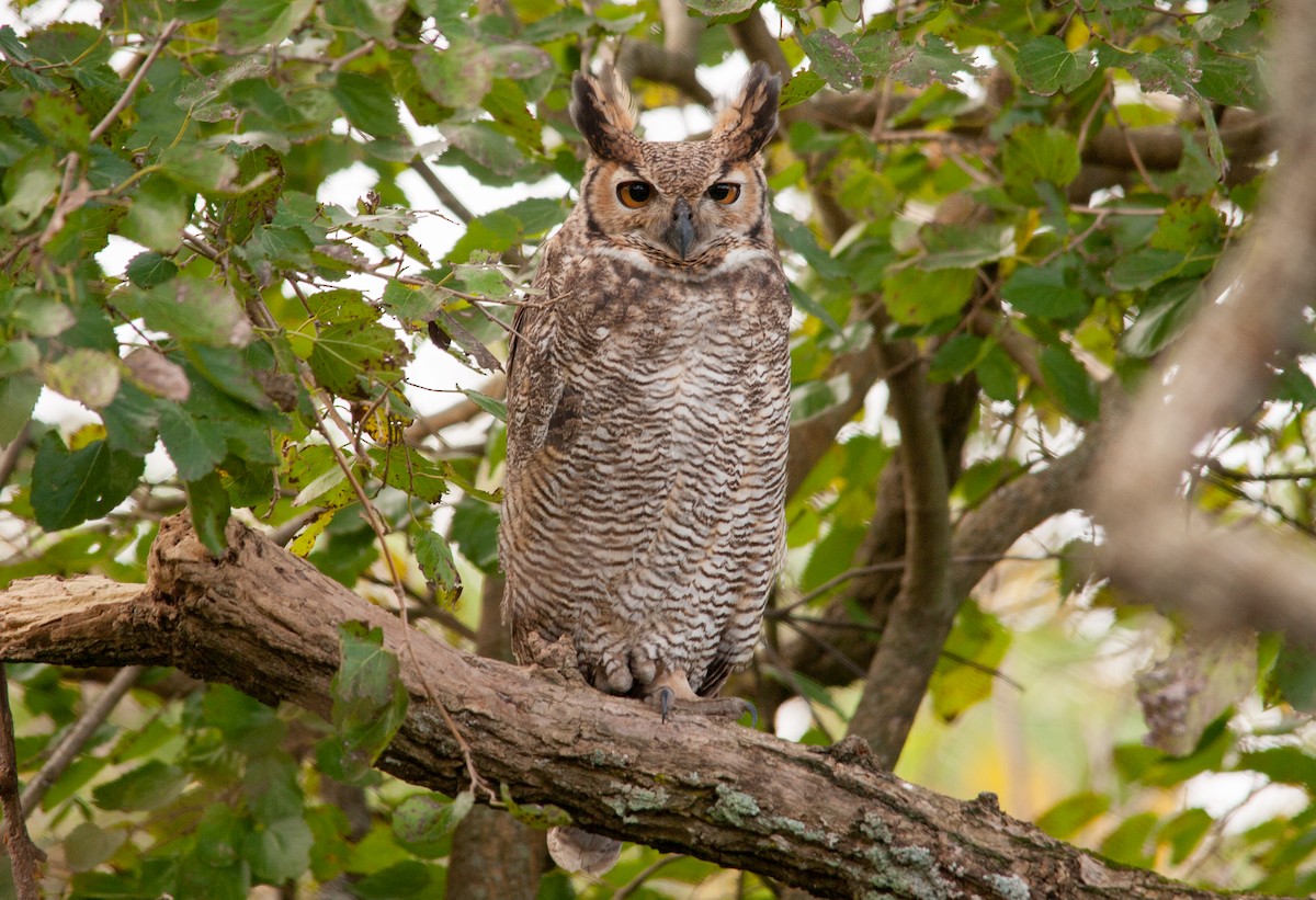 Great Horned Owl - ML619026084
