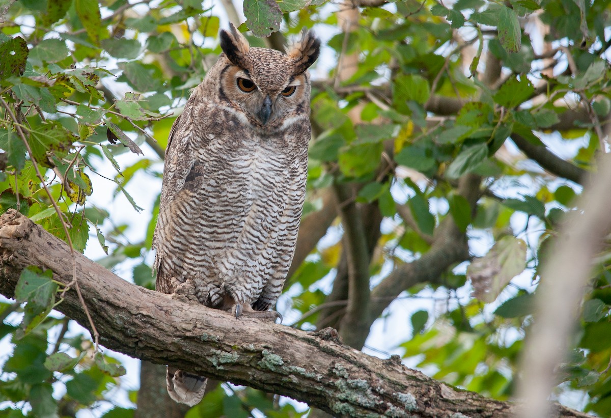 Great Horned Owl - ML619026085