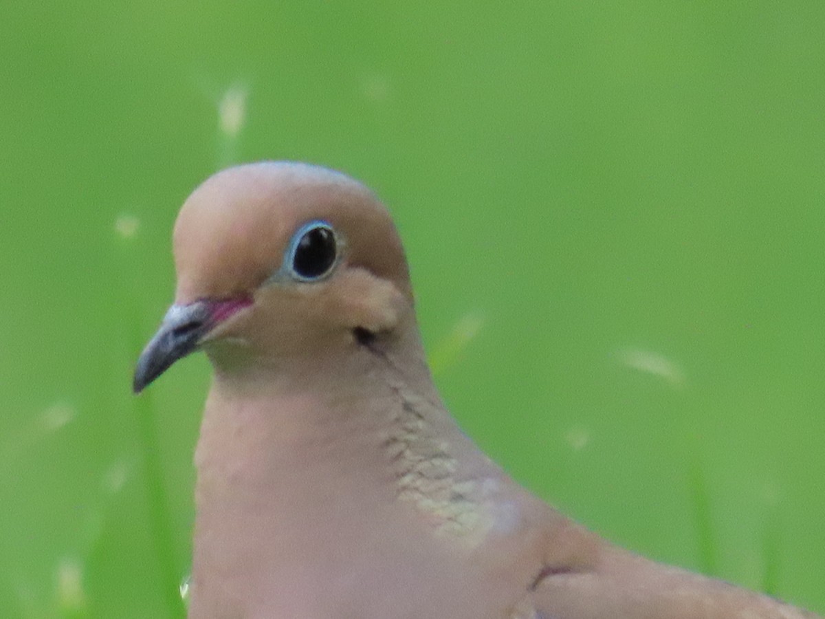 Mourning Dove - Mayte Torres