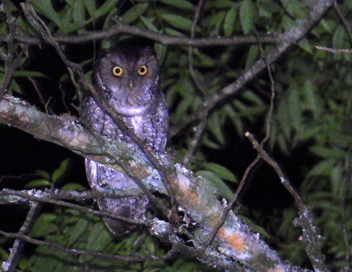 Montane Forest Screech-Owl - ML619026270