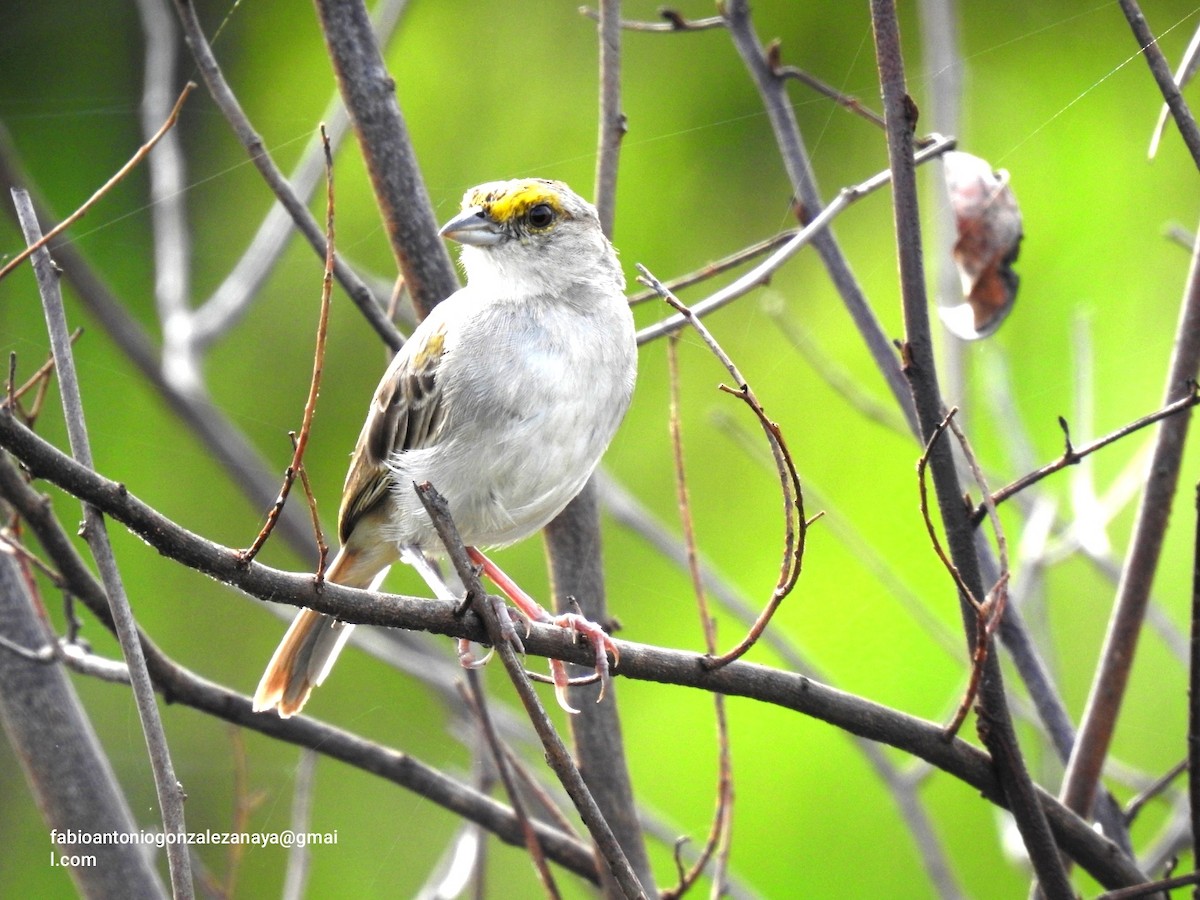 Yellow-browed Sparrow - ML619026283